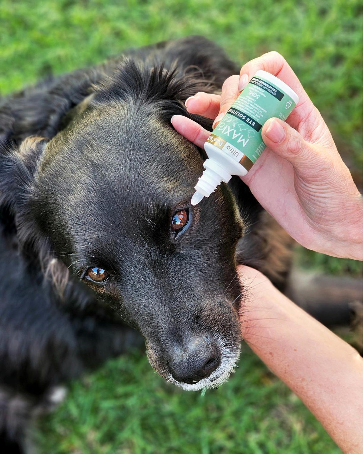 MaxiEye™ Veterinary Eye Solution